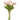 Pink Mini Tulip Bundle