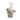 Topiary Candle
