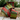D Stevens 2.5" Tradition Tartan Ribbon