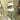 JME 2.5" White Velvet Metallic Dupion Fused Tinsel Edge Ribbon