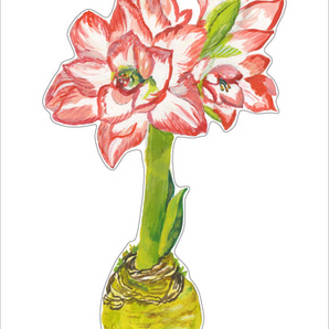 Large Blossom Peacock Amaryllis Acrylic Flower