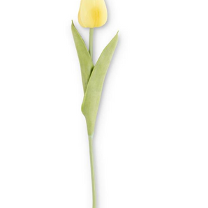 Light Yellow Mini Tulip