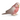 Pink Parrot