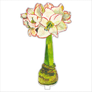 Large White  Amaryllis Acrylic Flower