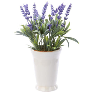 Lavender in Ceramic Pot