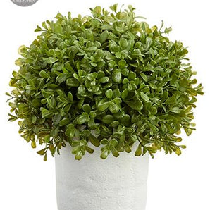 Boxwood Ball In Clay Pot