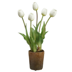 Tulip in Cement Pot