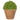 Dotted Thyme in Urn