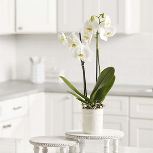 White Beaded Pedestal Tray