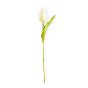 White Mini Tulip